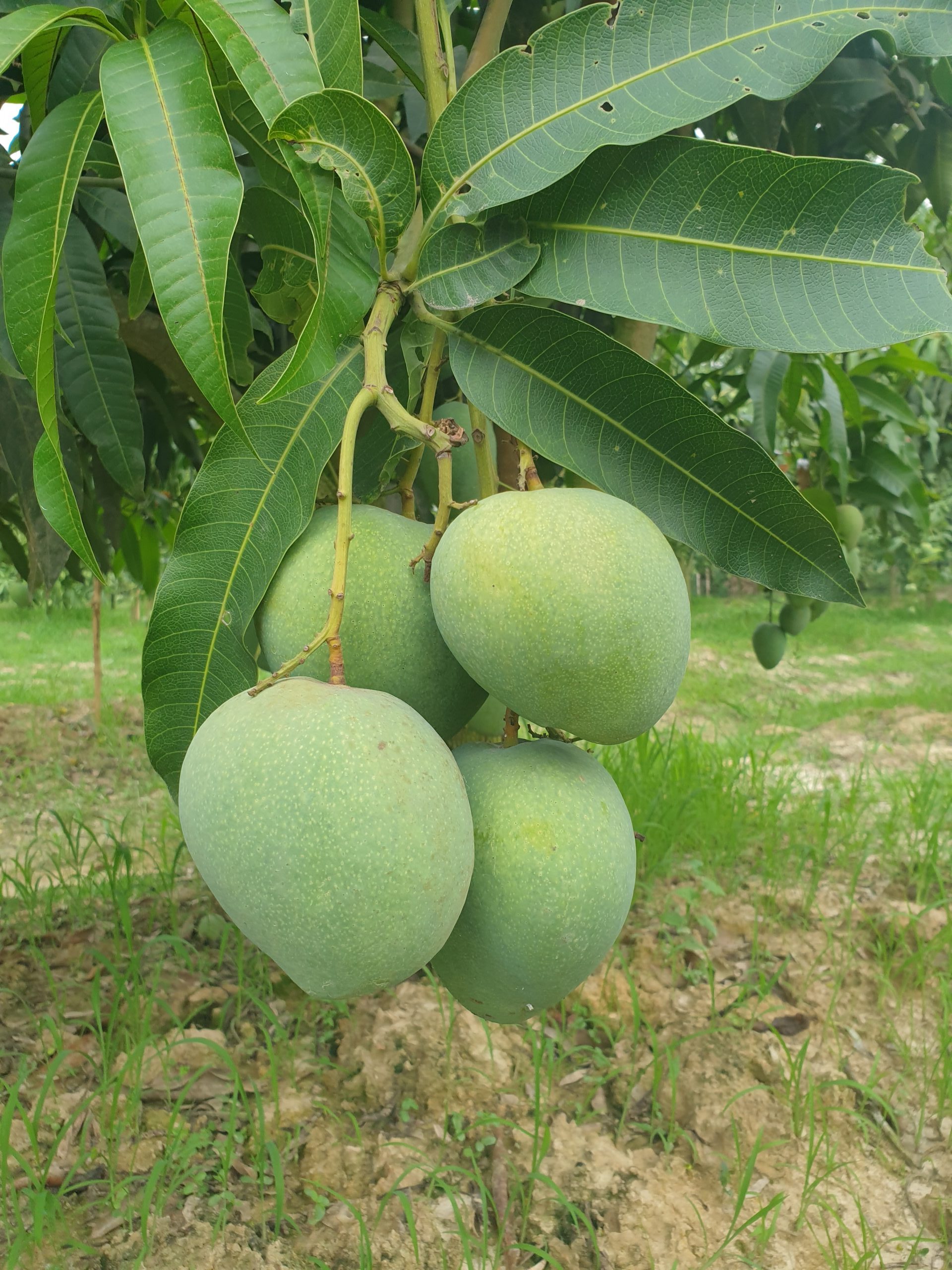 বারি ৪ আম - Sapahar Express
