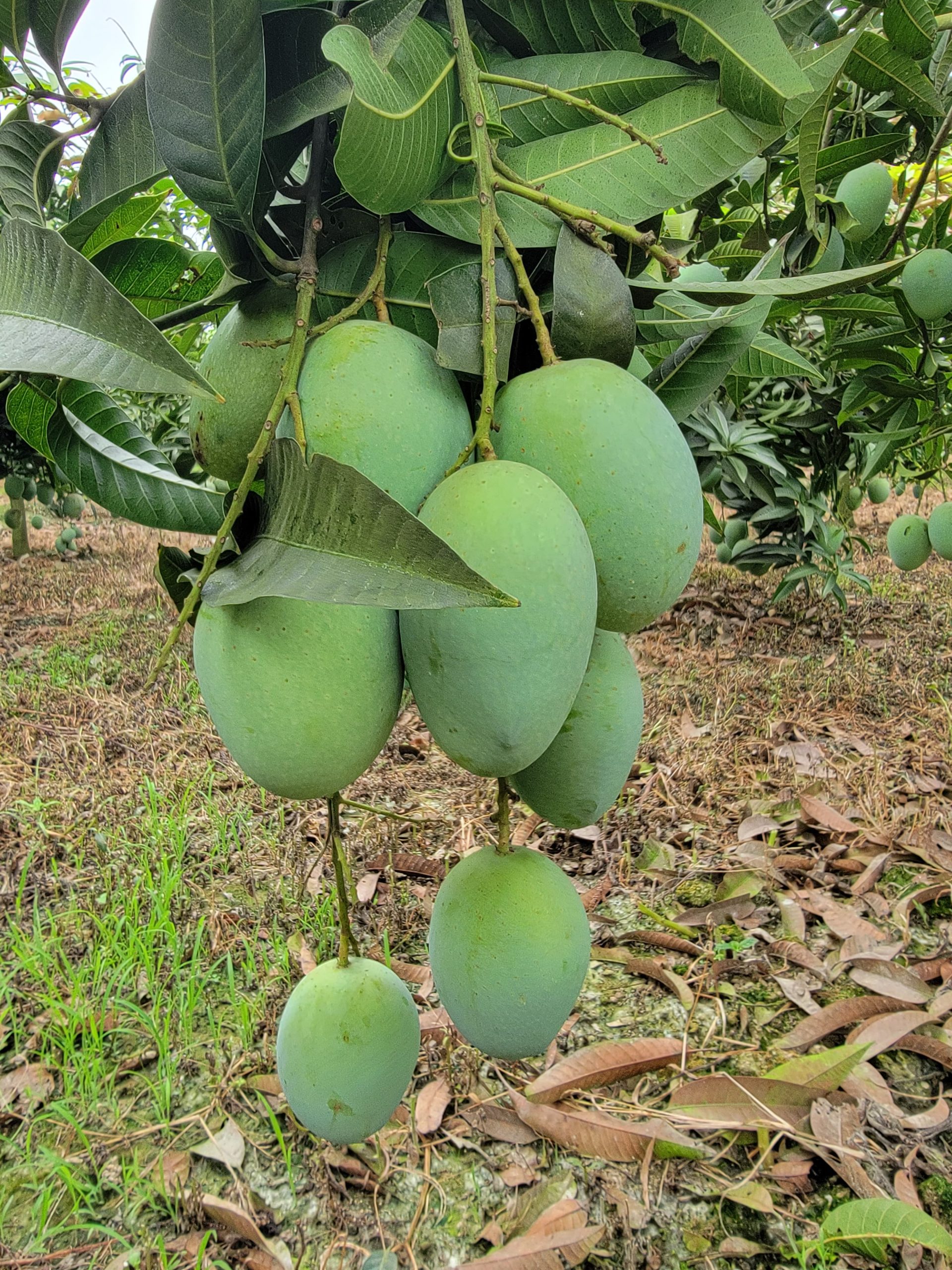গৌড়মতি আম - Sapahar Express