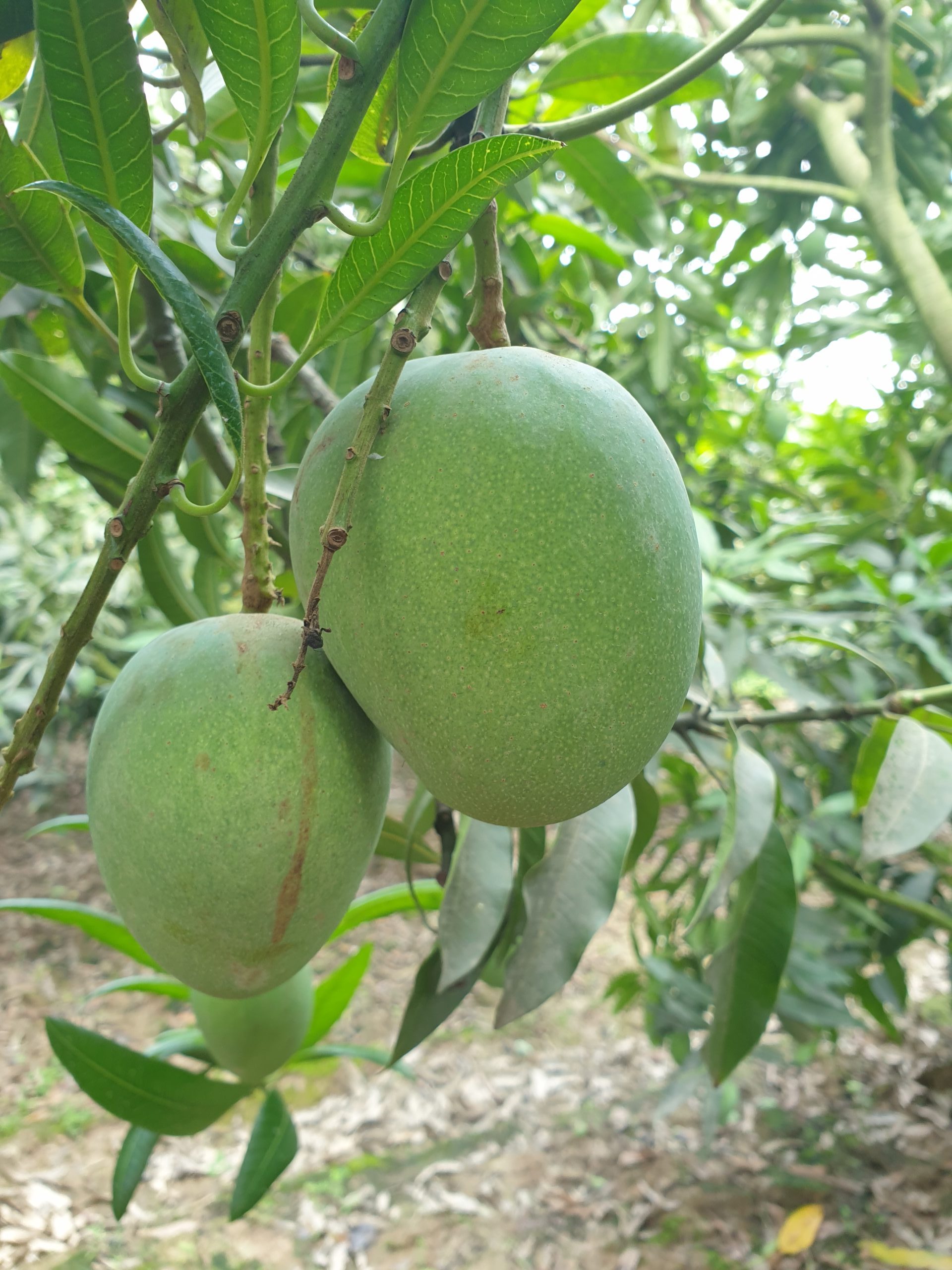 হিমসাগর আম - Sapahar Express