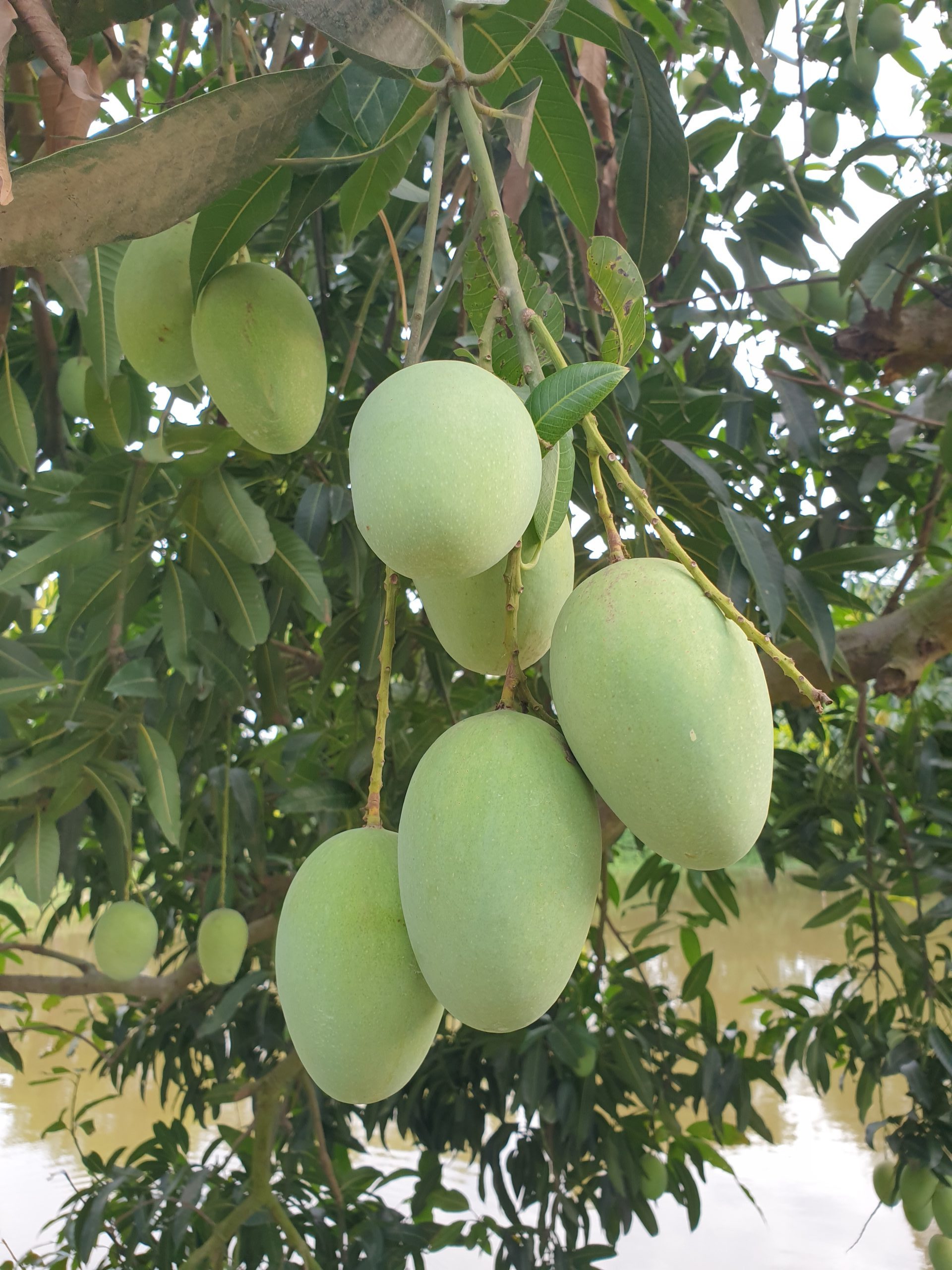লাংড়া আম - Sapahar Express